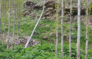 600 متر زمین در اول ییلاق ورزنه کنار رودخانه