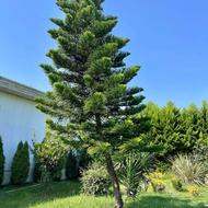 فروش زمین 200 متر در نوده