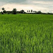 فروش زمین کشاورزی 7300 متر در هرازپی