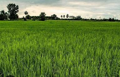 فروش زمین کشاورزی 7300 متر در هرازپی