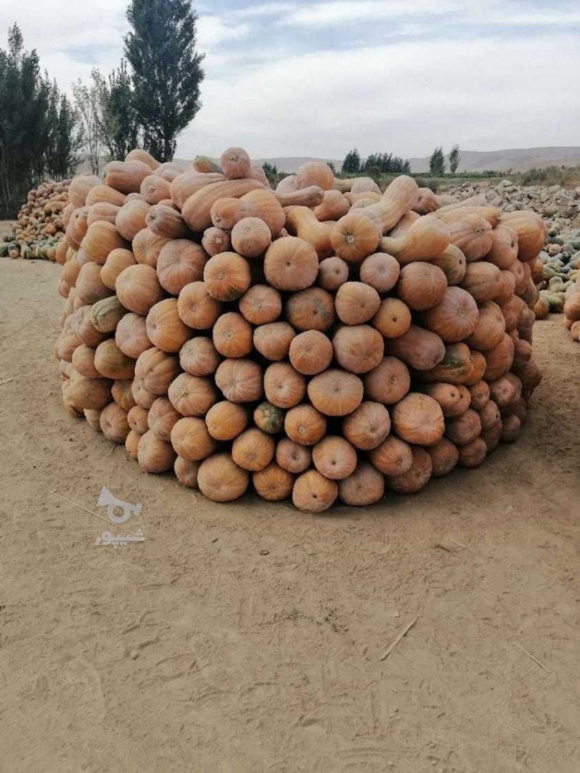 فروش کدو حلوایی درج یک