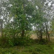 یک قطعه زمین مسکونی با کاربری و پروانه ساخت در چهارده استانه