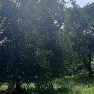 فروش زمین کشاورزی 5100 متر در گلیجان