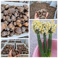 پیاز گل نرگس