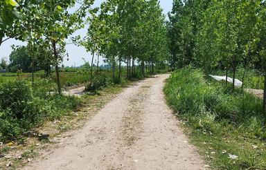 زمین شالیزار داخل طرح 400متر تا900متر فروشی