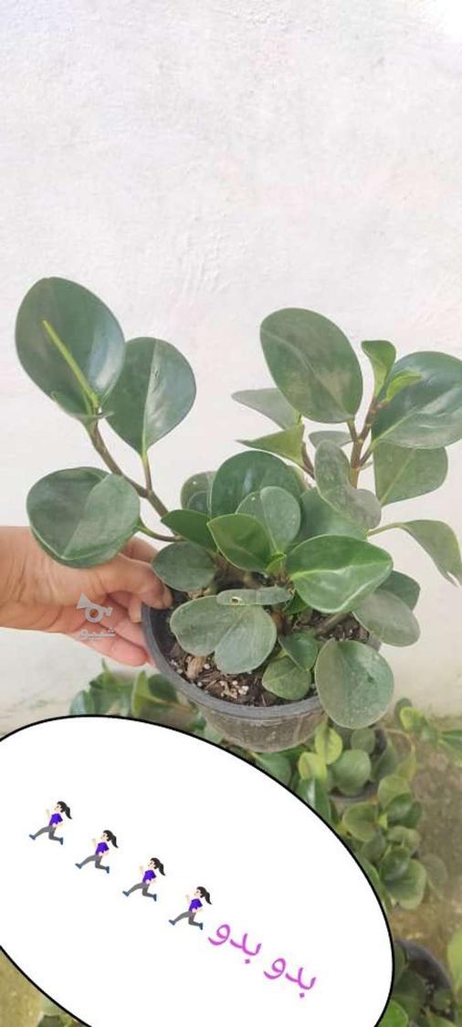 انواع گل و گیاه دوس داشتنی،،،،،عمده85/000 و تکی 105/000