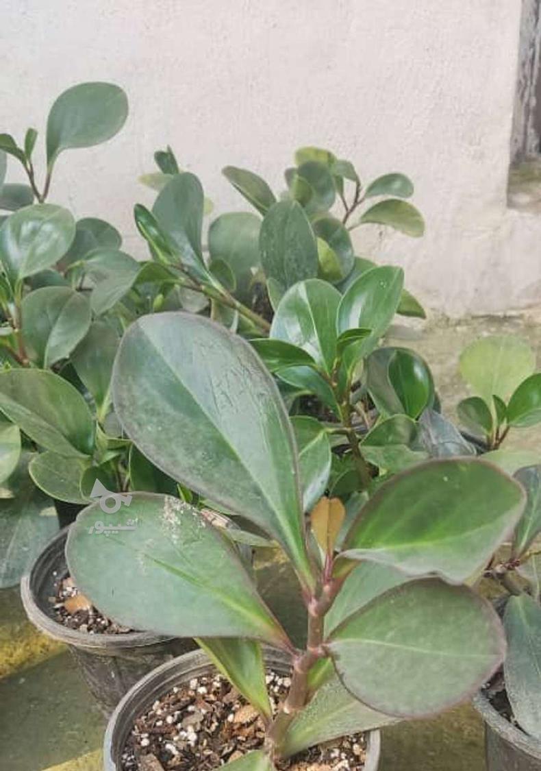 انواع گل و گیاه دوس داشتنی،،،،،عمده85/000 و تکی 105/000