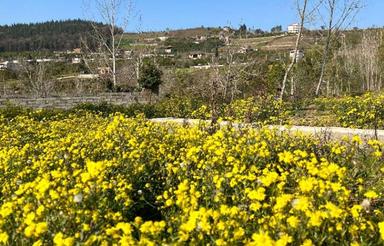 فروش زمین 500 متر در تنگ لته کوچه نسترن