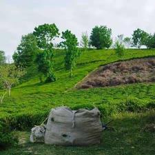 فروش زمین مسکونی 50000 متر در جاده لیلاکوه