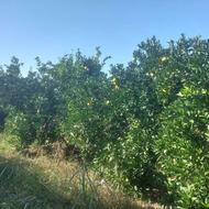 باغچه دور محصور شده با پروانه چاه زیر قیمت منطقه200متر