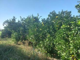 باغچه دور محصور شده با پروانه چاه زیر قیمت منطقه200متر