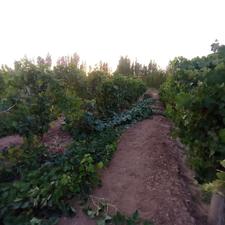 باغ لب جاده داسداران رویایی