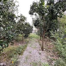 فروش زمین مسکونی 200 متر در کلا صفا