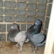 کبوتر پرشی عالی