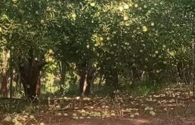 باغ سیب سمیرم