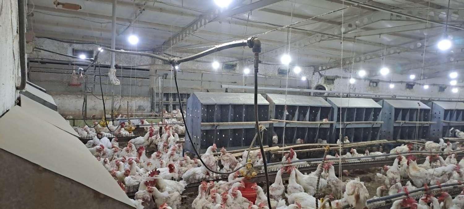 جمع آوری و بسته بندی تخم مرغ - undefined