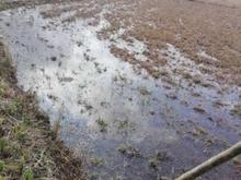 زمین شالی1000متر در صومعه سرا صیقلوندان در شیپور