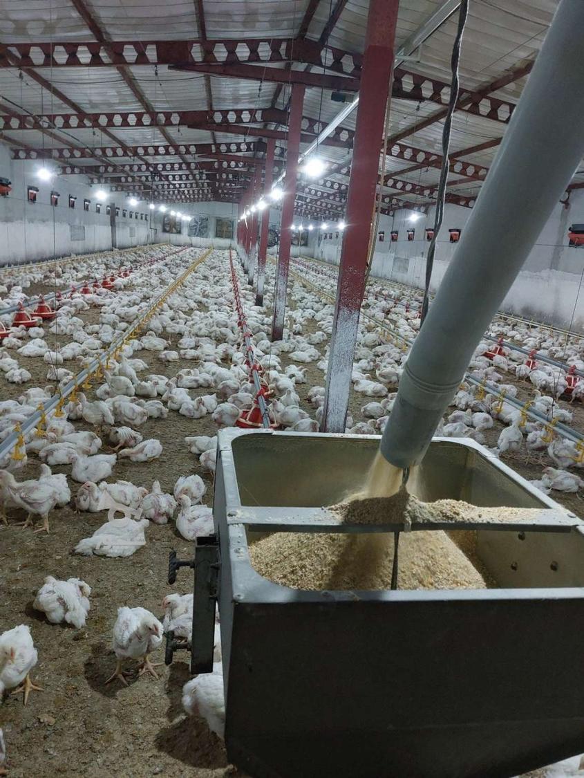 کارگر مرغداری گوشتی - undefined