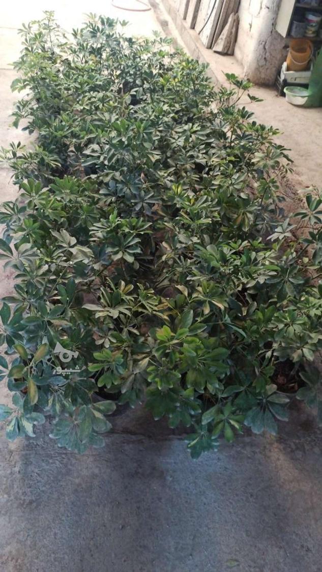 فروش فوق العاده و محدود شفلرا