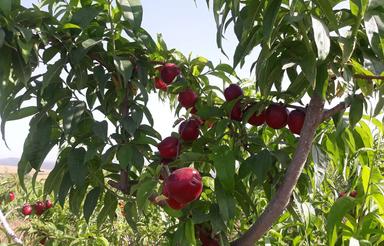 2500 متر باغ شلیل حسنپوری