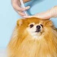 اصلاح و واکسیناسیون و صدور شناسنامه حیوانات خانگی