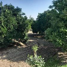 فروش زمین کشاورزی 8000 متر در مرکز شهر