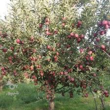 فروش باغ سردرختی در مراغه جاده نرج آباد روبروی فنی حرفه ای