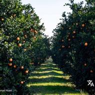 فروش زمین کشاورزی 800 متری در بادله