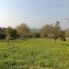 250 متر زمین باغ بزچفت بابلکنار