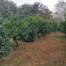 باغ مرکبات 17000 متر با امتیاز برق در جاده قائمشهر