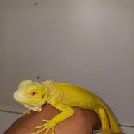 ایگوانا نارنجی