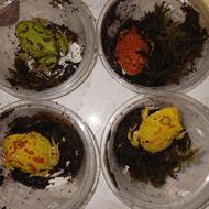 ایگوانا نارنجی