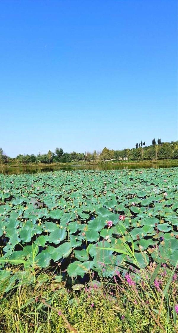 راننده وسرویس - undefined