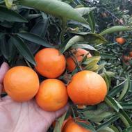 نهال نارنگی پیج فرانسه سرخم و پیوند خواب (قد 1 الی 2 متر)