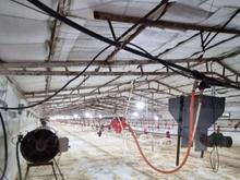 مرغداری اجاره 16هزارتایی مازنداران  در شیپور