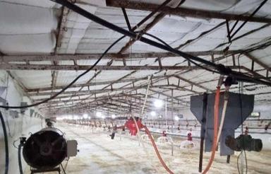 مرغداری اجاره 16هزارتایی مازنداران