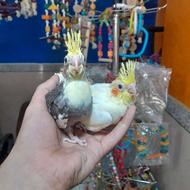 طوطی عروس هلندی های سرلاکی انواع رنگ درشت و سینه پر