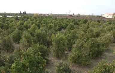 فروش زمین کشاورزی 3300 متری در جاده ساری قائمشهر