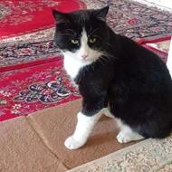 گربه ای بسیار حرف گوش گن خونگی واگذار