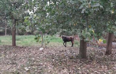 زمین مسکونی باغی با پروانه و مجوز ساخت