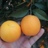 فروش نهال پرتقال تابستانه (کوهی) والنسیا پیوند خواب دو ساله