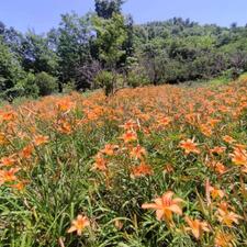 فروش زمین 2000 متری در قاسم آباد علیا