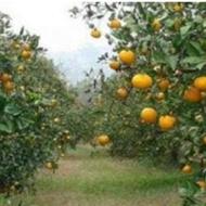 یک خانواده دار