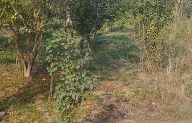 فروش زمین باغی 215 متر در هلیدشت