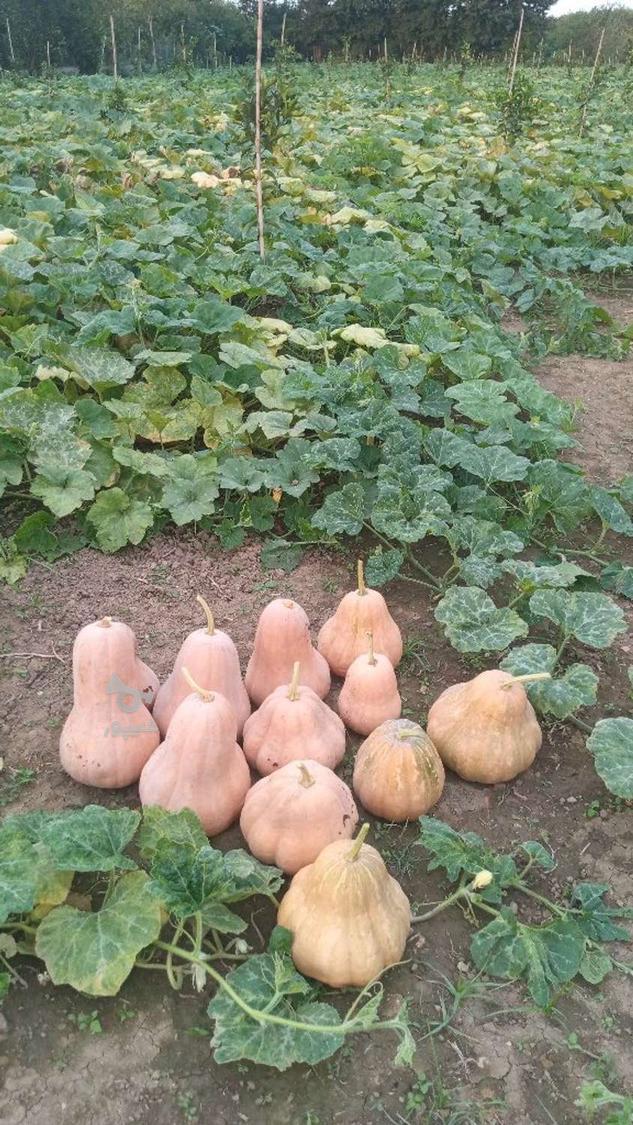 کدوحلوایی شیرین