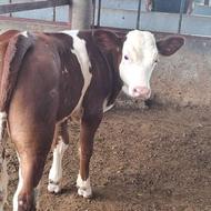 بزرگترین مرکز فروش گوساله سمینتال اصل پرواری