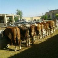 بزرگترین مرکز فروش گوساله سمینتال اصل پرواری