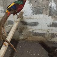 قرقاول بلژیکی گلدین