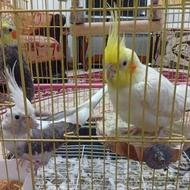 عروس هلندی نر و ماده