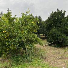 فروش زمین مسکونی 760 متر در بالا لموک